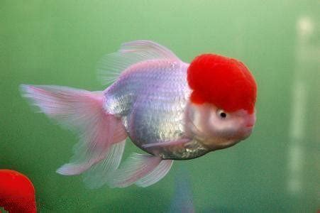 媚的意思 小紅帽魚好養嗎